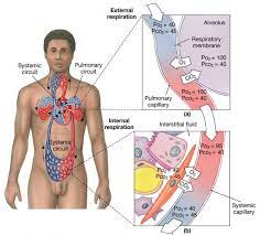 Associate Degree Nursing Physiology Review Pulmonary Gas Exchange Physiology Respiratory Therapy