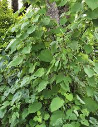 Image result for Tetradenia tanganyikae