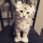 Highland Lynx Breed information - American Exotic Cats