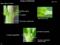 Image result for Lythraceae
