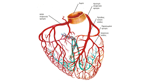 We did not find results for: Oi Arthries Ths Kardias Ma8e Thn Kardia Soy