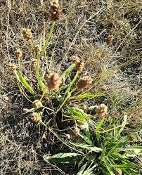 Image result for Plantago palmata