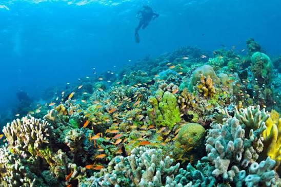 Mantanani Island Leisure and Discover Scuba Diving Shared Tour | Sabah,  Malaysia in Sabah | Pelago