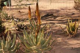 Image result for Aloe aculeata × globuligemma