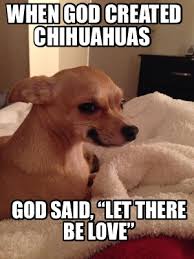 A chihuahua meme face can make a dog even more adorable and fun to take care of. Meme Creator Funny When God Created Chihuahuas God Said Let There Be Love Meme Generator At Memecreator Org
