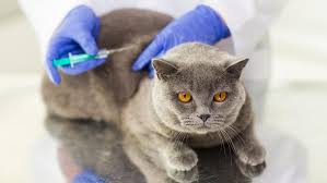 Mutter natur hat die katze mit einer sehr rauen zunge ausgestattet, mit der sie einen großen teil der pflege selbst übernehmen kann. Impfung Der Katze Grundimmunisierung Auffrischung Tiergesund De
