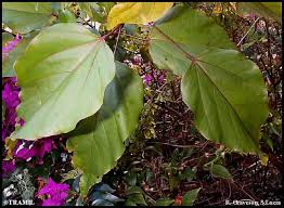 Image result for Bixa