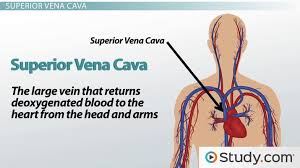 This is an online quiz called blood vessel charts. Major Blood Vessels Leading To The Heart Superior Vena Cava Inferior Vena Cava Coronary Sinus Video Lesson Transcript Study Com