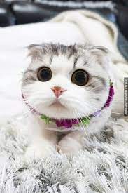 오늘의유머 꽃돌이 제로예요 귀여운 고양이 pinterest ねこ かわい すぎる 可愛い 動物