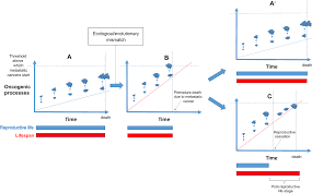 Obesity is also a risk factor for breast cancer in postmenopausal women. Can Postfertile Life Stages Evolve As An Anticancer Mechanism