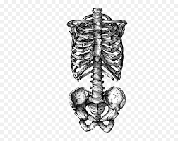 Check out our rib cage drawing selection for the very best in unique or custom, handmade pieces well you're in luck, because here they come. Skeleton Png Tumblr 6 Image Skeleton Rib Cage Drawing Free Transparent Png Images Pngaaa Com