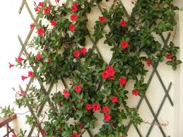 La rusticità di questa pianta la rende adatta a sopravvivere in climi e condizioni diversi. Mandevilla O Dipladenia Consigli Coltivazione E Cura