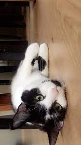 susana nagy adli kullanicinin cats friends time accesories for cats panosundaki pin hayvan kopek kedi
