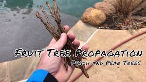 Want to grow your own fruit trees from cutting watch this video. Fruit Tree Propagating Mini Greenhouse Method Youtube