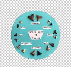 Shark Tooth Venice Beach Fossil Png Clipart Chart Florida