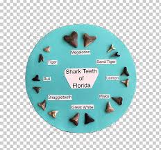 shark tooth venice beach fossil png clipart chart florida