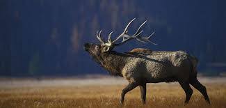 Our guides have over 50 years of experience hunting roosevelt elk, plus experience hunting and guiding all. Of Roosevelt Elk Bacteria Hooves And Herbicides Cascadia Wildlands