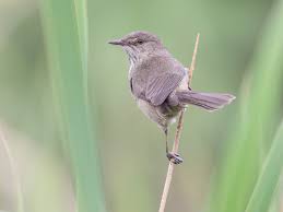 Image result for Acrotome mozambiquensis