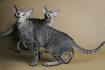 Oriental Cat Breed Information, Pictures, Characteristics ...