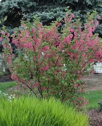The flowering plants, also known as angiospermae (/ ˌ æ n dʒ i oʊ ˈ s p ɜːr m iː /), meaning hidden seeds in greek, are the most diverse group of land plants with 64 orders, 416 families, approximately 13,000 known genera and 300,000 known species. Ribes Sanguineum Landscape Plants Oregon State University