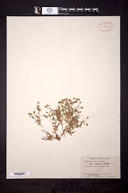 Image result for Cerastium afromontanum