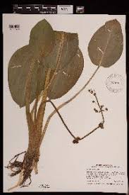 Image result for Limnophyton angolense