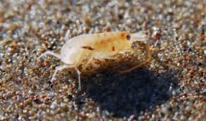 From the first day, you will be greeted by the smiles of our friendly and capable staff who will work with you to eliminate any pest problems you may be dealing with. Sand Fleas Arrow Pest Service Panama City Fl Arrow Pest Service