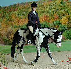 Threw This In For Fun Breyer Paint Horse And Rider Hus Breyer Horses Bryer Horses Clydesdale Horses