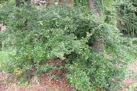 Image result for Ochna