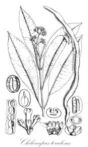 Image result for Isonema infundibuliflorum