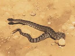 Maybe you would like to learn more about one of these? What To Do When A Snake Bites You On A Remote Trail Extramilest