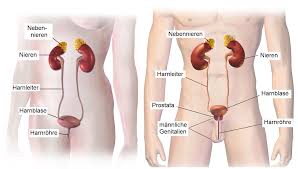 Prostatauntersuchung nutzen und nebenwirkungen phytodoc. Urologie Wikipedia