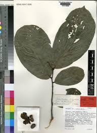 Image result for Polyceratocarpus gossweileri