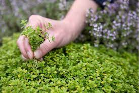 How To Grow Thyme Medicinal Plants Growing Growing Thyme