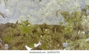 Image result for Cabombaceae