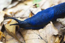 Weighing approximately 150 tons, it may attain a. Blue Animals