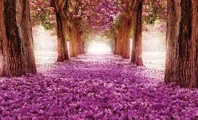 Primavera alberi in fiore contro il cielo. Carta Da Parati Fiori Alberi Percorso Rosa Europosters It