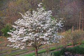 It's spring in southern new england! Woody Plants Simple Key Go Botany