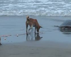 تصویر Dog Enemy of Turtles