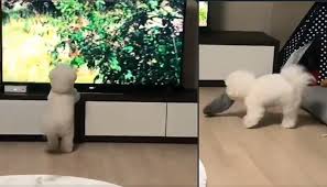 Tv De Belgesel Izleyip Vahsilesen Minik Kopek