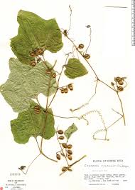 Image result for Cayaponia