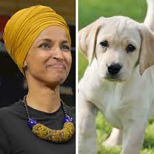 Mom, refugee and congresswoman for #mn05. Ilhan Omar Brought Her Puppy Teddy To Washington Teen Vogue