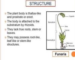 Image of Thalluslike body in bryophytes
