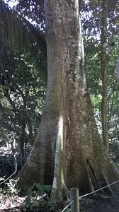 Image result for Sterculia appendiculata