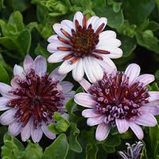 Image result for foto Osteospermum