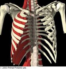 Internal intercostal muscles sit directly underneath the external intercostals and help collapse the chest during breathing to exhale air. Intercostal Muscle Strain Bodymotion Spine Sports Injuries Clinic