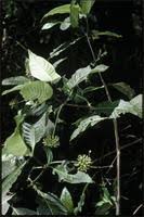 Image result for Psychotria peduncularis