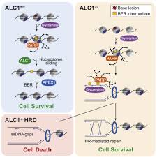 Todd's pest control service inc. Defective Alc1 Nucleosome Remodeling Confers Parpi Sensitization And Synthetic Lethality With Hrd Sciencedirect