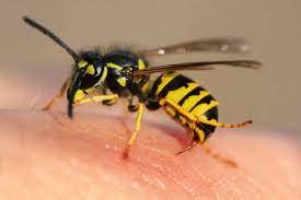 Se débarrasser des frelons naturellement. Guepe Et Frelon Quel Remede Naturel Contre Les Guepes Et Frelons 10 Astuces Anti Guepes Et Frelons Tout Pratique