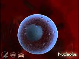 Unlocking life's code begins to unravel the mystery behind the complete set of instructions needed for every living thing on earth to . Genome Unlocking Life S Code Parts Of The Cell Chromosomes And Genes Youtube
